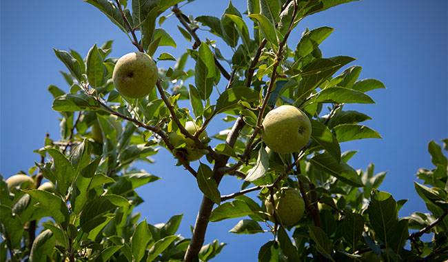 When to prune apples trees