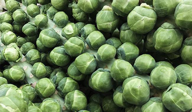 how to harvest brussel sprouts