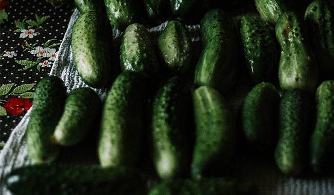 how to trellis cucumbers