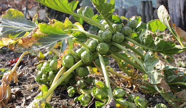 tips for growing brussel sprouts