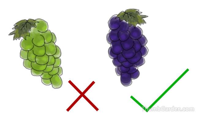 1.Select ripe grapes - ThumbGarden