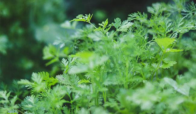 5 interesting facts about coriander