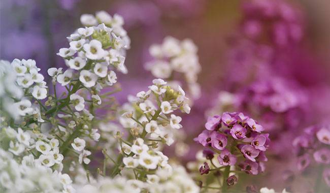 Alyssum is a perennial plant that overwinters in Middle Lane