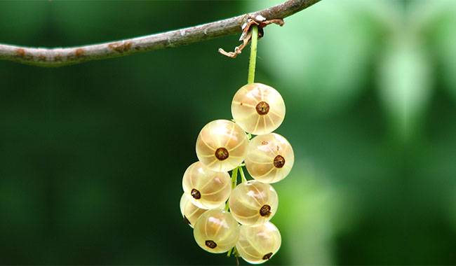 Currants how to grow and care