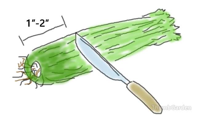 Cutting for celery