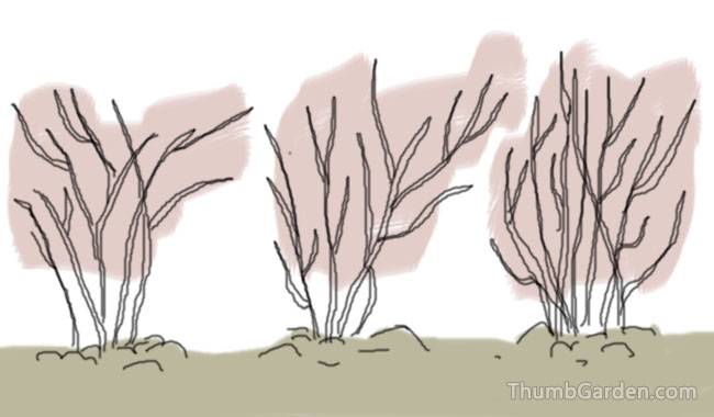 Figure 1. Blueberry bushes that have not been pruned regularly tend to produce fewer new shoots and become smaller