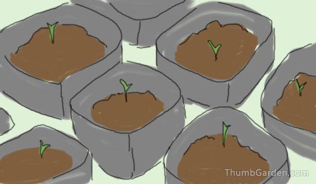 GROWING CONDITIONS - ThumbGarden