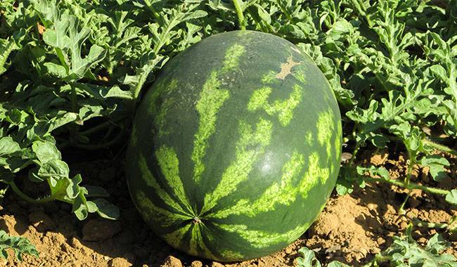 Greenhouse watermelon care