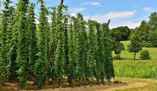 Growing hops in containers