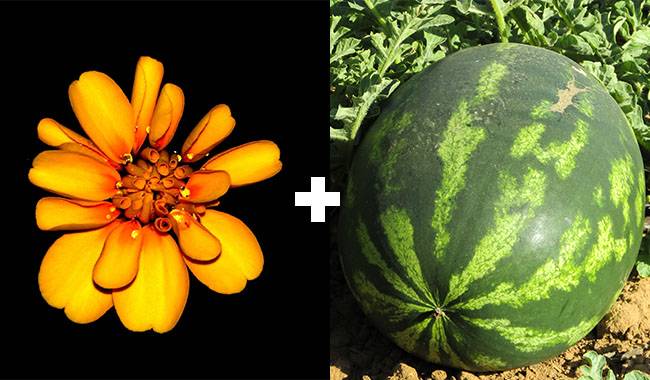 HOW CAN COMPANION PLANTS HELP WATERMELONS