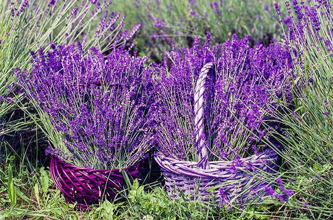 Harvest your own lavender seeds and select them for sowing