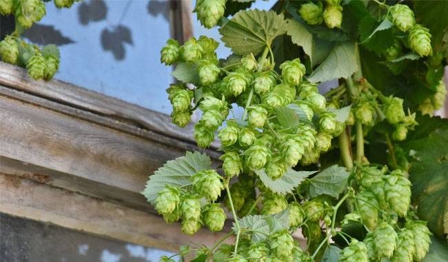Hops growing zones and related issues