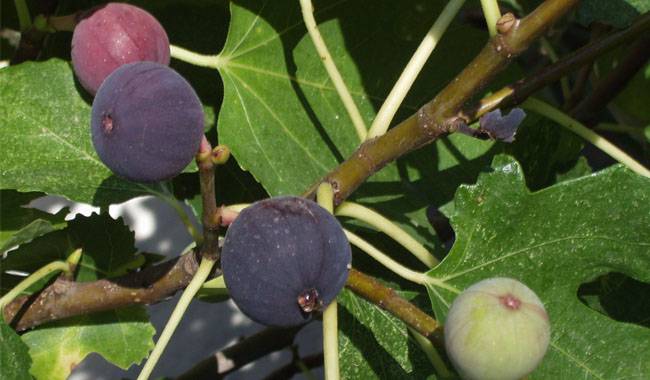 How are how figs are pollinated Why don't they bear fruit