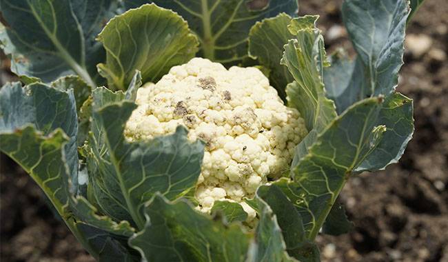 How far apart to plant cauliflower Planting for tips
