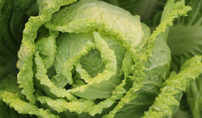 How many major stages of Chinese cabbage growing are there
