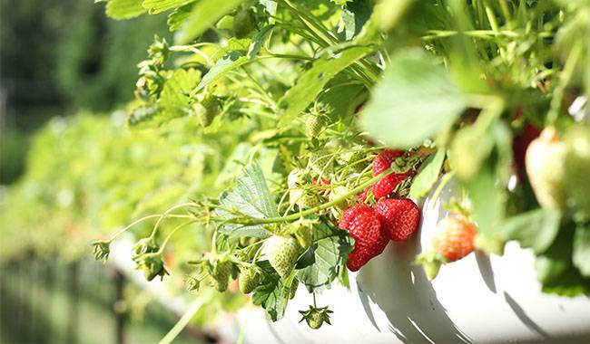 How much sunlight do strawberries need Tips for beginners