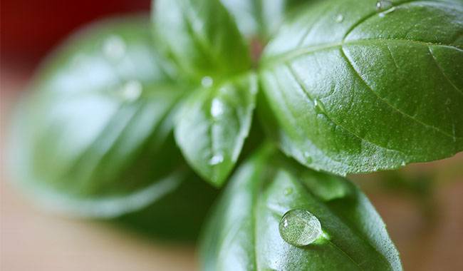 How often to water basil Proper watering in the field and at home