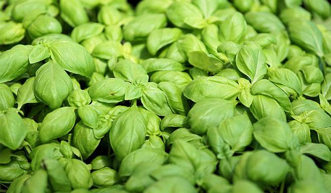 How often to water basil