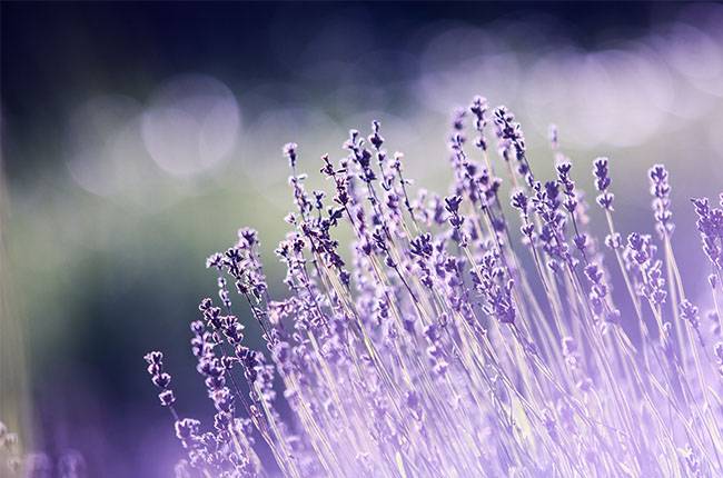 How often to water lavender Tips for beginners