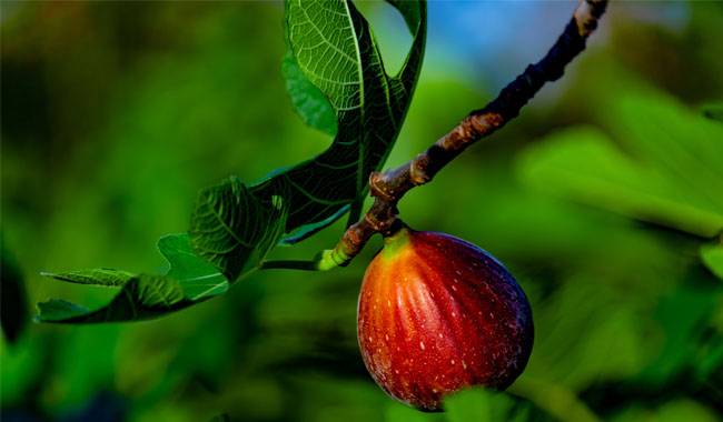 How to care for a fig tree Tips for beginners
