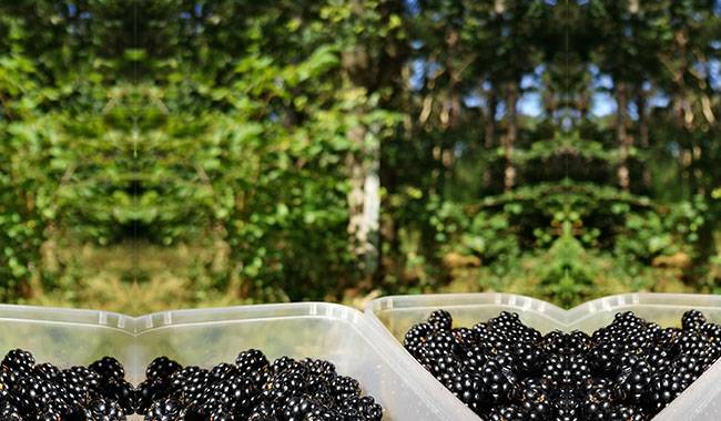 How to care for blackberry bushes Planting for tips