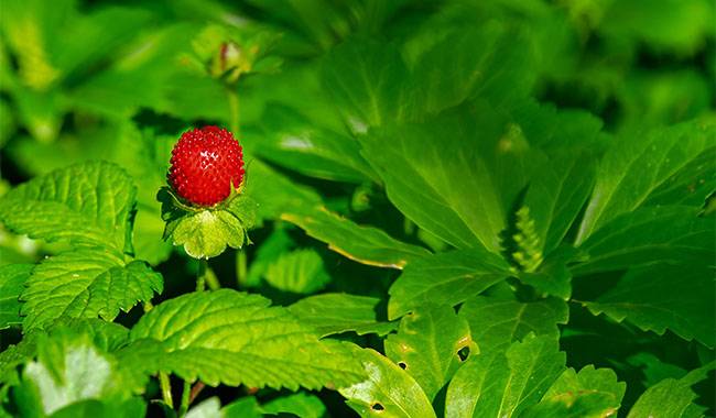 How to care for strawberry plants