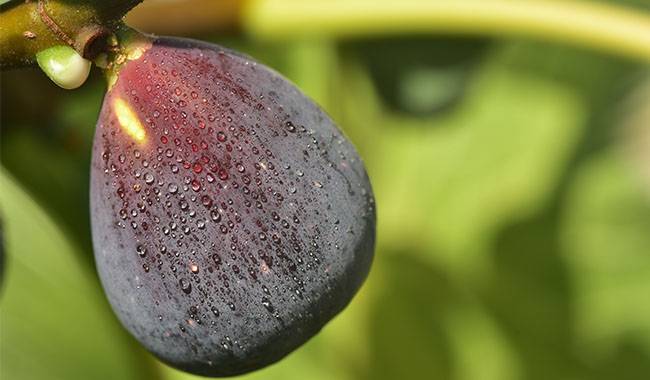 How to grow a fig tree The secrets of fruitful