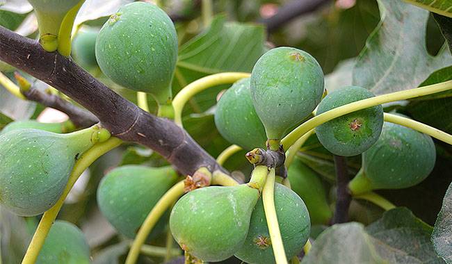 How to grow a fig tree