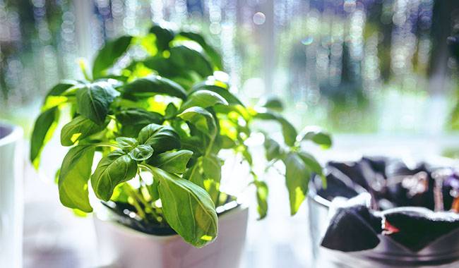 How to grow basil indoors Tips for beginners