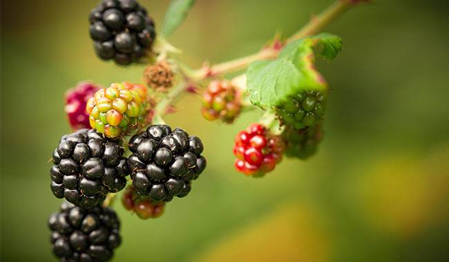 How to grow blackberries Planting and care, tips for harvesting