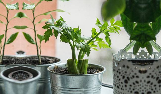 How to grow celery indoors Tips for beginners.