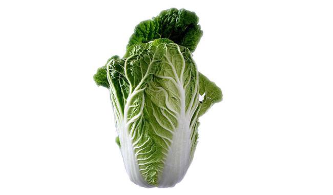 How to grow chinese cabbage Tips for beginners