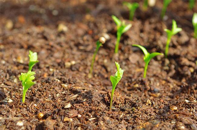 How to grow cilantro Expert Tips
