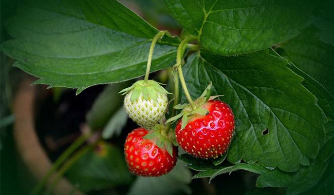 How to grow strawberries in pots Tips for beginners