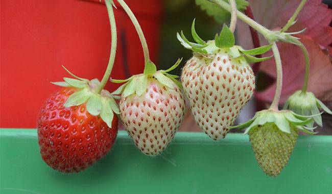 How to grow strawberries in pots