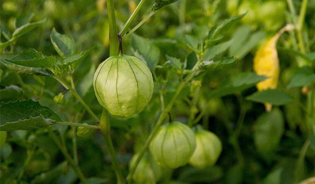 How to grow watermelon from seed Planting for tips