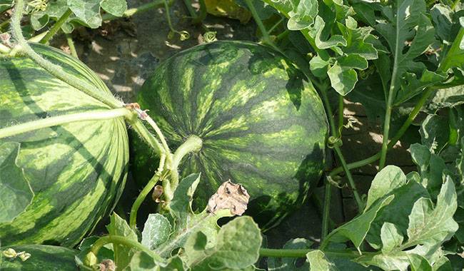 How to grow watermelon in a greenhouse
