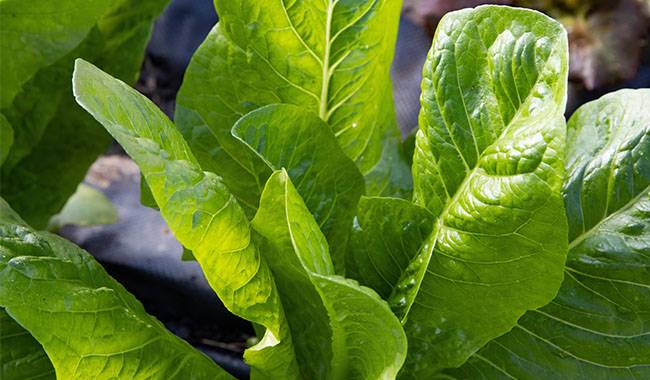 How to growing collards in containers