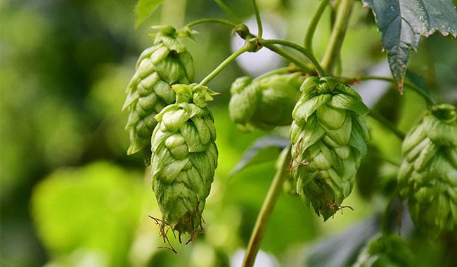 How to growing hops in containers Planting for tips