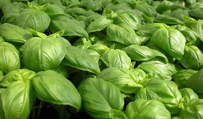 How to harvest basil and how to store
