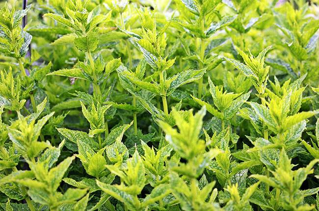 How to harvest mint and store it Planting for tips