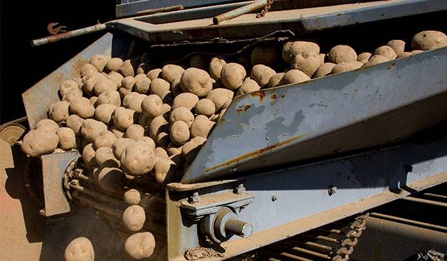 How to harvest potatoes and storage tips.