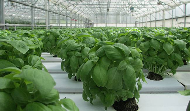 How to plant basil Planting for tips