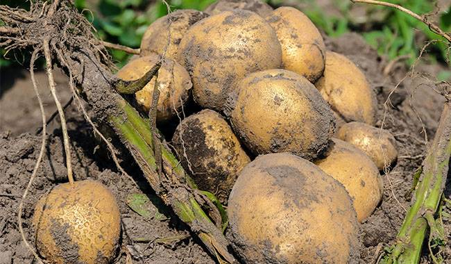 How to plant potatoes Start from the seed.