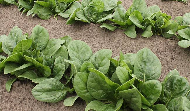 How to plant spinach Information on planting, harvesting, and care