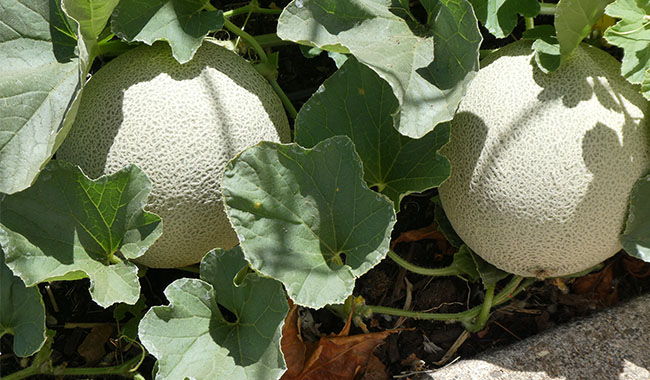 How to planting cantaloupe Cultivation, care, harvesting, and storage.
