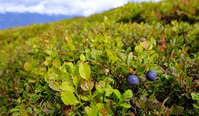 How to prune blueberry bushes Planting for tips
