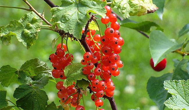 How to pruning currant bushes in spring guide for beginners