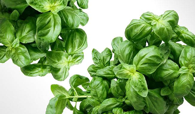 How to take care of basil