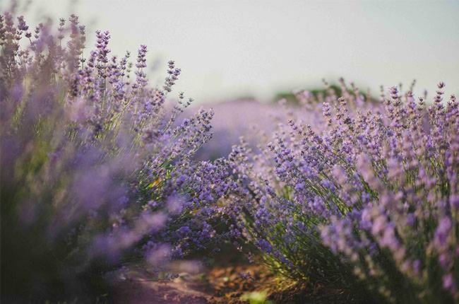 How to take care of lavender plant Planting for tips